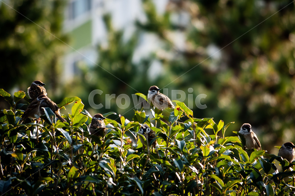 bird,새,animal,동물,참새,아침,햇살