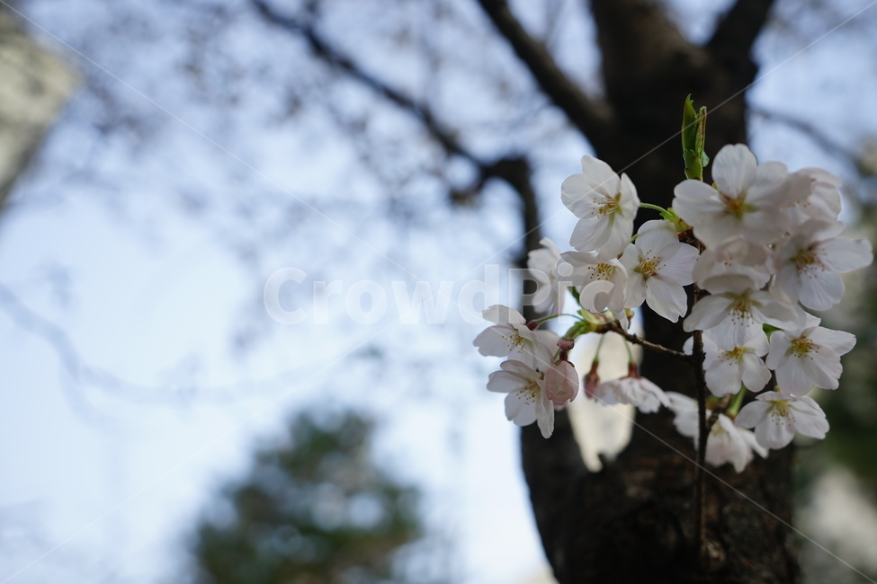봄,봄꽃,벚꽃,식물,플라워,꽃,감성사진,생명,자연,꽃사진,봄,계절,spring,season,식물,자연,plants,nature,꽃,flower,plant