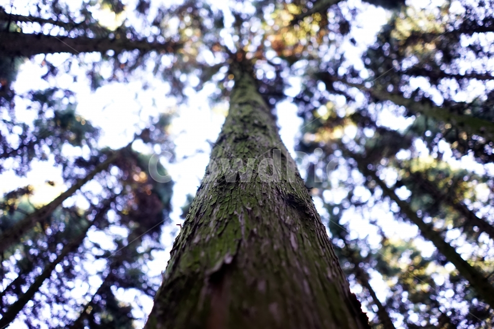 나무,숲,초록,로우앵글,자연,초록색,풍경,식물,자연,plants,nature,나무,trees,wood,휴식,힐링,rest,relaxation,healing