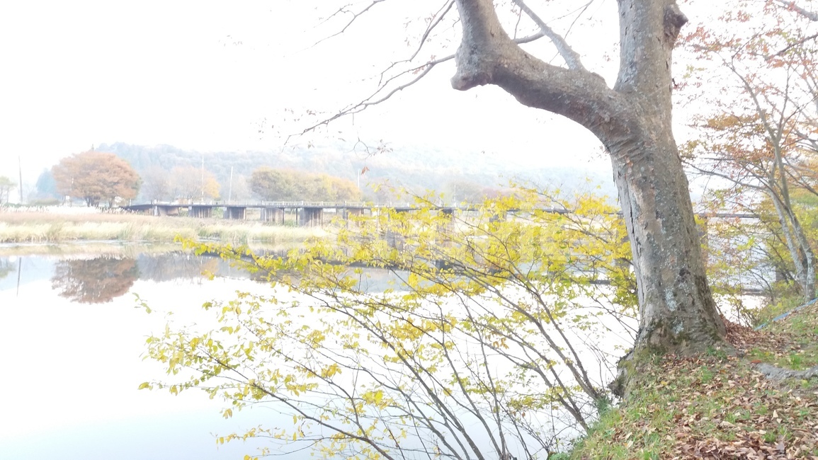 봄,화순,연둔리숲정이,나무,다리
