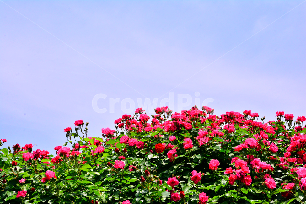 장미,장미꽃,로즈,꽃,아름다움,예쁜,플라워,데코레이션,꽃송이,꽃잎,feeling,rose,flowers,5월,계절의여왕,가시,가든,정원,앞뜰,장미원,장미축제,BEAUTIFUL,plant,garden,핑크색장미,분홍장미,pink,꽃밭,수많은,하늘,식물,자연,plants,nature,꽃,flower