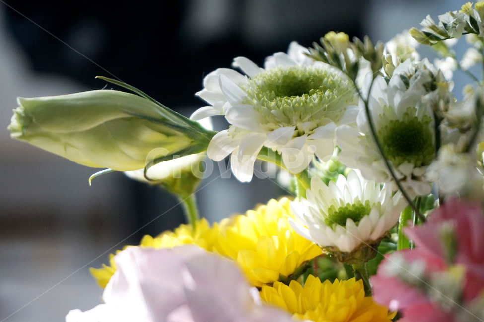 꽃,장미꽃,리본,카네이션,국화,꽃,flower
