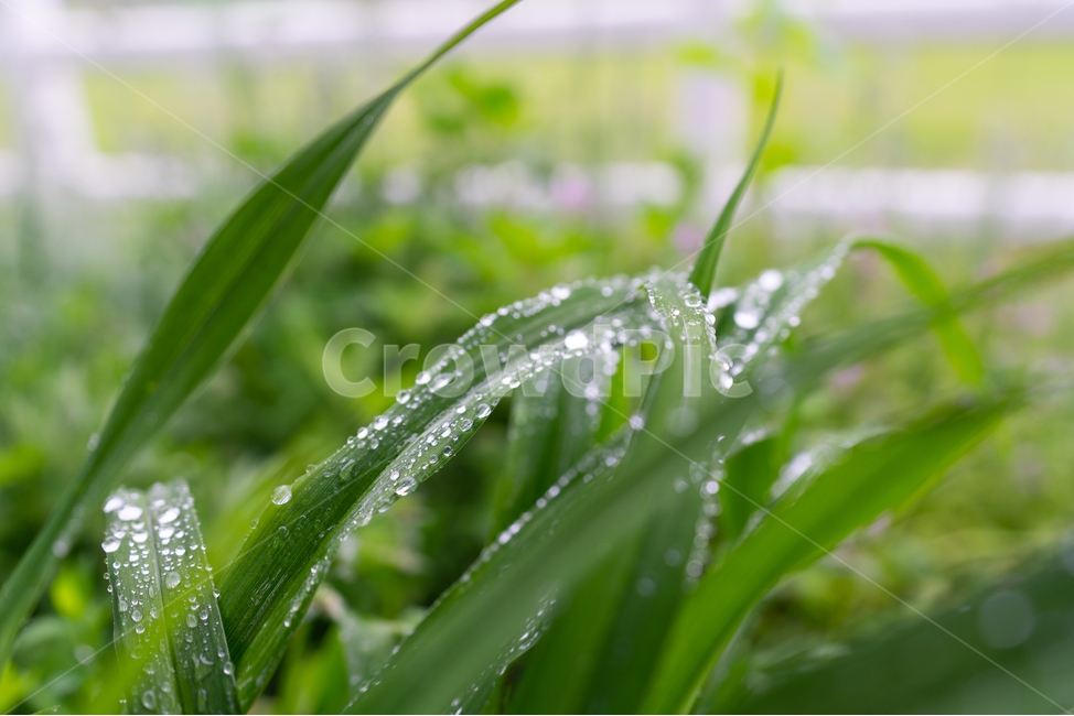 풀,물방울,풀잎,자연,waterdrop,natural,bladeofgrass,식물,자연,plants,nature,비,비오는날,rain,rainy