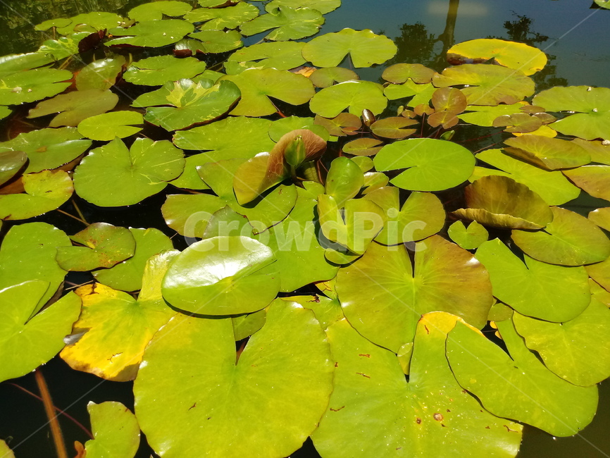 수련,다년생초본식물,수생식물,이판화,쌍자엽식물,자우련,waterlily