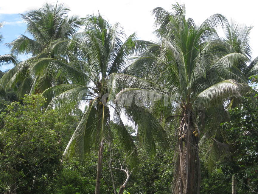 동남아,tree,나무,palmtree,야자수,plant,식물,green,초록