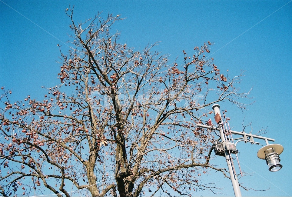 하늘,자연,안동,나무,파란하늘,늦겨울,가로수,film,sky,nature,filmphotography,andong,tree,thebluesky,latewinter,roadsidetrees,필름,필름카메라