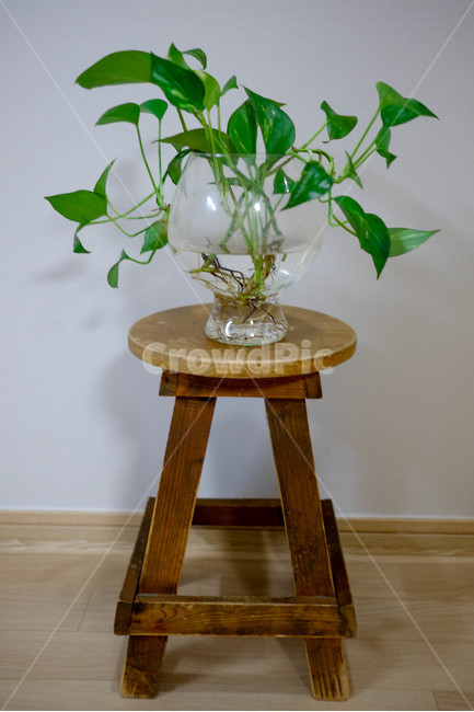 식물,인테리어,화분,초록,감성,나무,녹색,풀,식물,자연,plants,nature,실내용화초,화분,화초,house plant