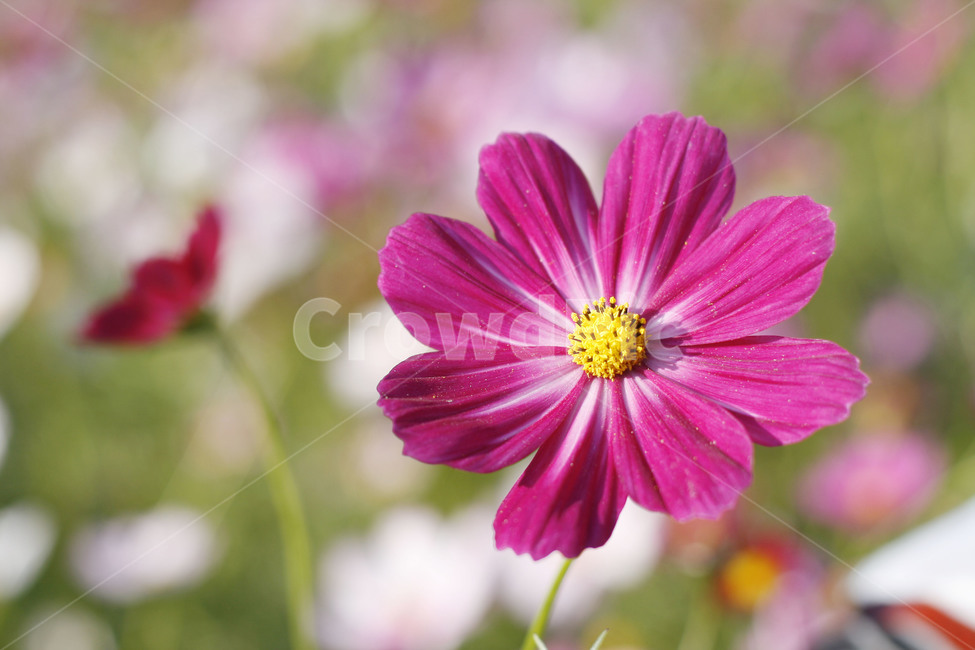 cosmos,flower,꽃,plant,식물,화분,꽃잎,코스모스,가을,계절,fall,autumn,season,식물,자연,plants,nature,꽃,flower,petal,blossom