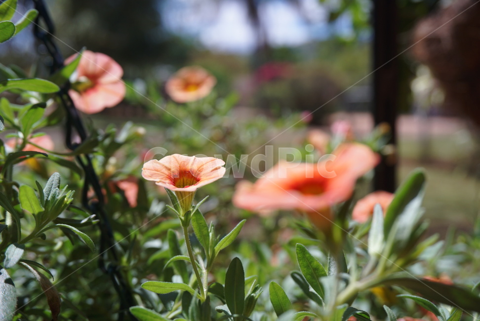 꽃,식물,flower,plant,자연,nature