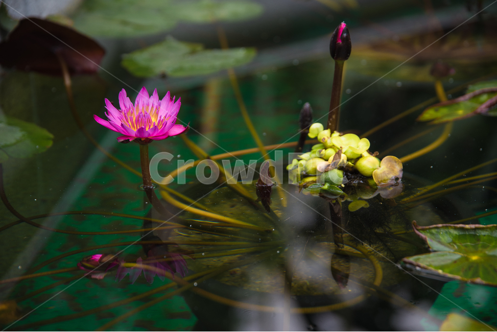 식물원,온실,연못,반영,수련,빨강꽃,식물,자연,plants,nature,꽃,flower