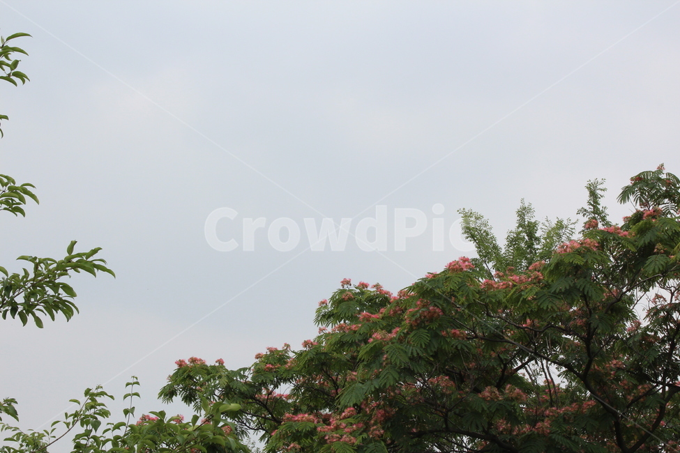 자연,식물,나무,하늘,감성사진,흐린날,nature,flower,plants,sky,구름,feeling