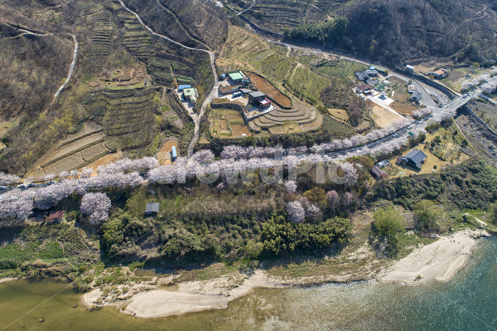구례,하동,벚꽃,벚꽃길,outdoors,옥외,landscape,경치,nature,자연,scenery,풍경,항공사진,시골,마을,풍경,landscape,country,rural,town