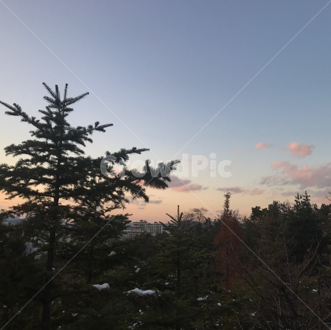 겨울,하늘,구름,핑크구름,동화,풍경,캠퍼스,감성,가을,계절,fall,autumn,season,자연,풍경,nature,landscape,tree,나무,plant,식물,fir,전나무,conifer,구과 식물
