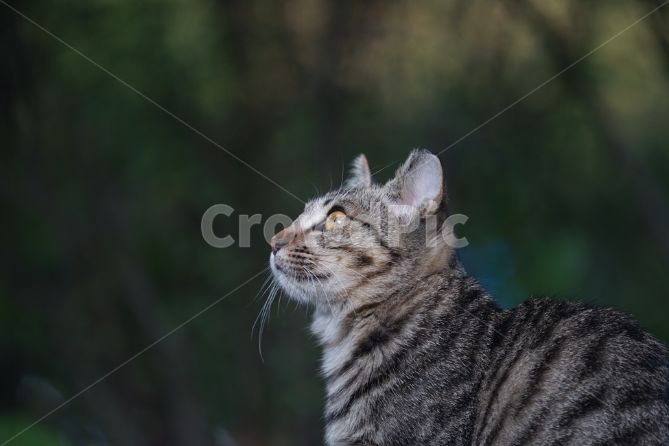 고양이,동물,포유류,길냥이,cat,animal,pet