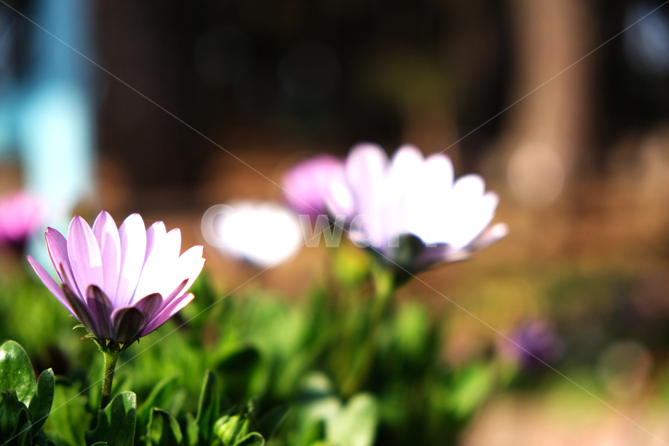 green,nature,pink flower,leaf,out of focus,flowerbackground,spring flowers,spring,beautiful,blooming,outfocus,season,garden,flower background,park