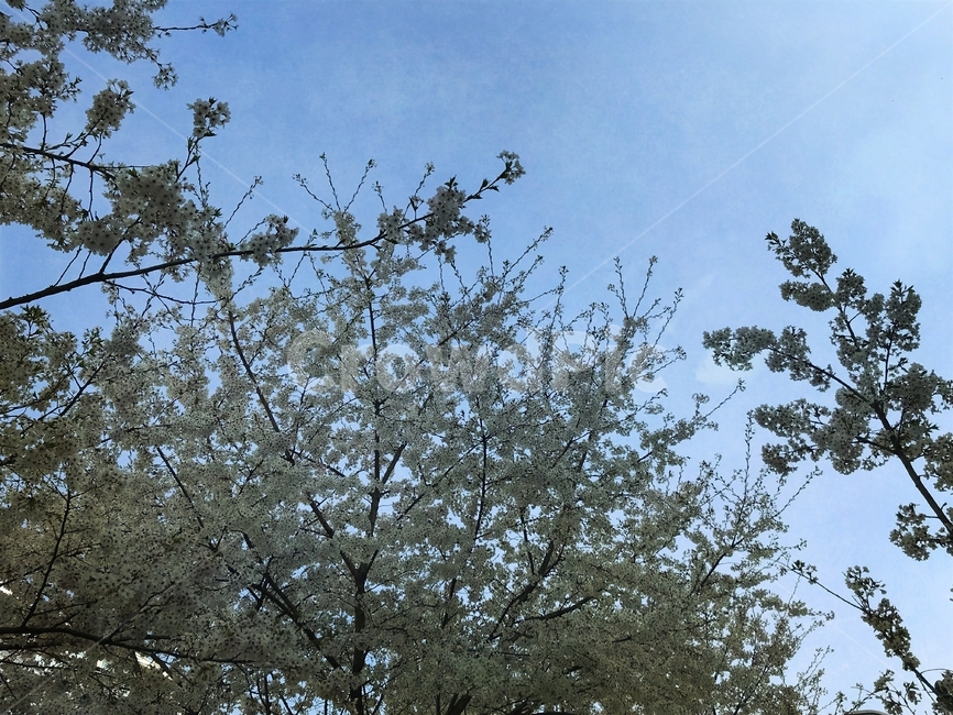 봄,벚꽃나무,나무,잎,잎사귀,잎파리,하늘,하늘샷,spring,cherry,flower,blossom,tree,background,sky,sakura,cherryblossom,사쿠라,봄꽃