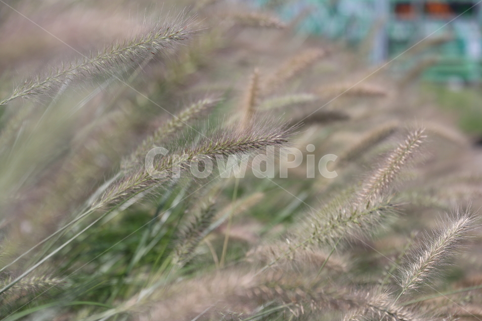 식물,계절,들,풀,초목,풍경,자연,휴식,강아지풀,plant,식물,자연,plants,nature
