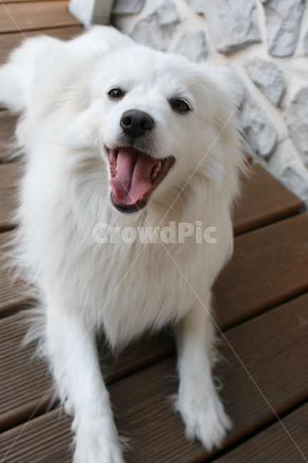 강아지,개,스피츠,웃음,웃는개,웃는강아지,흰색개,흰색강아지,하얀개,하얀강아지,puppy,dog,doggy,smile,spitz,smiledog,smilepuppy,whitedog,whitepuppy,동물,animal,포유류,mammal,개,강아지,dog,doggy