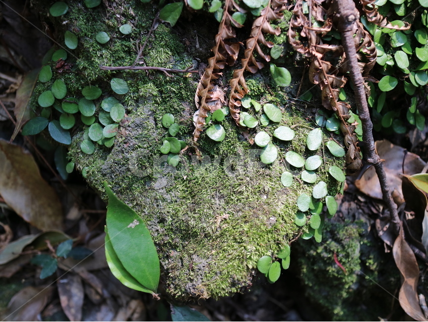 초록,식물,클로즈업,이끼,나뭇잎,자연,제주,돌위에식물,식물,자연,plants,nature