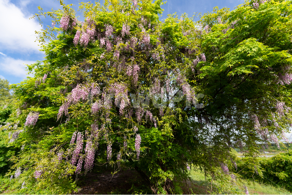 등나무꽃,등꽃,자연,wisteria,flower,하늘,구름,sky,식물,자연,plants,nature,꽃,flower