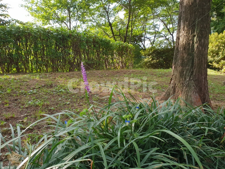숲,꽃,산책,쉼,힐링,햇살,편안함,자연,풍경,nature,landscape,plant,식물