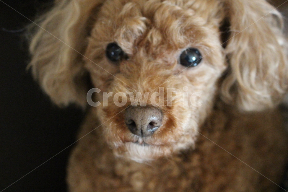 강아지,애견,댕댕이,귀여운,사랑스러운,동물,animal,포유류,mammal,개,강아지,dog,doggy