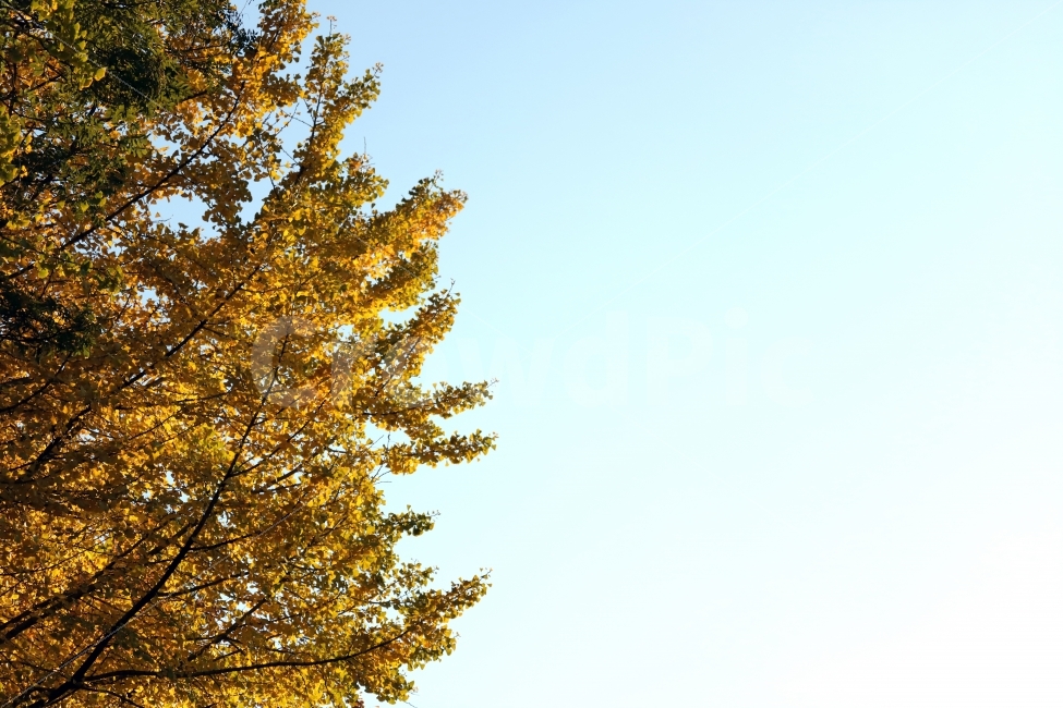 자연,나무,가을,풍경,하늘,계절,가을,계절,fall,autumn,season,자연,풍경,nature,landscape,식물,plants,tree,plant,fir,전나무