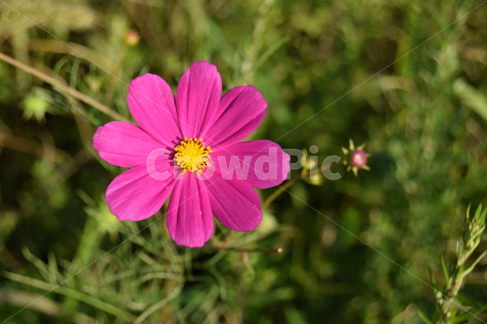 코스모스,꽃,풀,군락지,코스모스군락,자연,가을,여름,cosmos,flower,nature,atumn,summer,가을,계절,fall,autumn,season,식물,자연,plants,nature,꽃,flower,plant,blossom,geranium,제라늄,petal,꽃잎