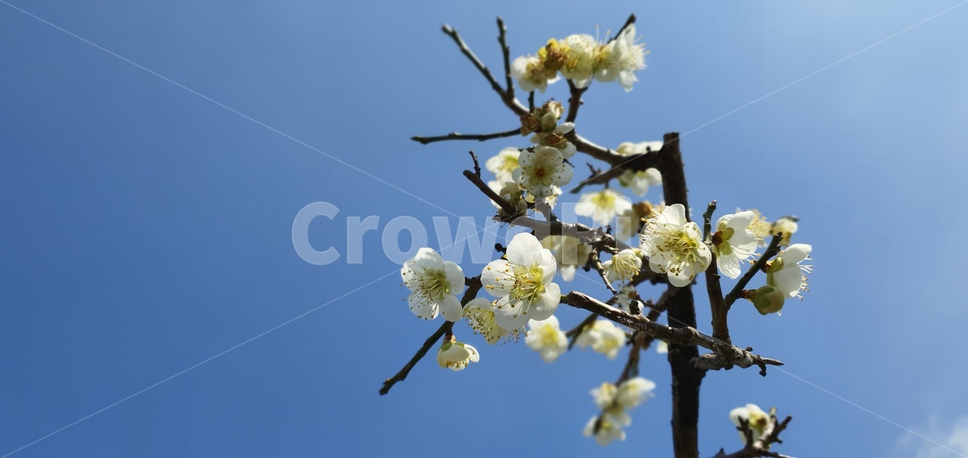 plant,식물,apricotflower,벚꽃,매화,flower,식물,자연,plants,nature,꽃,flower
