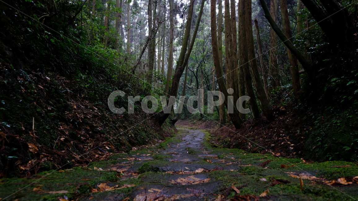 자연,길,풍경,나무,숲,식물,자연,풍경,nature,landscape,ground,바닥,tree,plant
