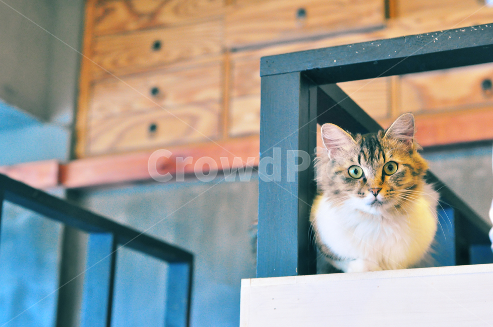 고양이,cat,고양이카페,귀여움,동물,동물,animal,포유류,mammal,고양이,cat,kitten,kitty