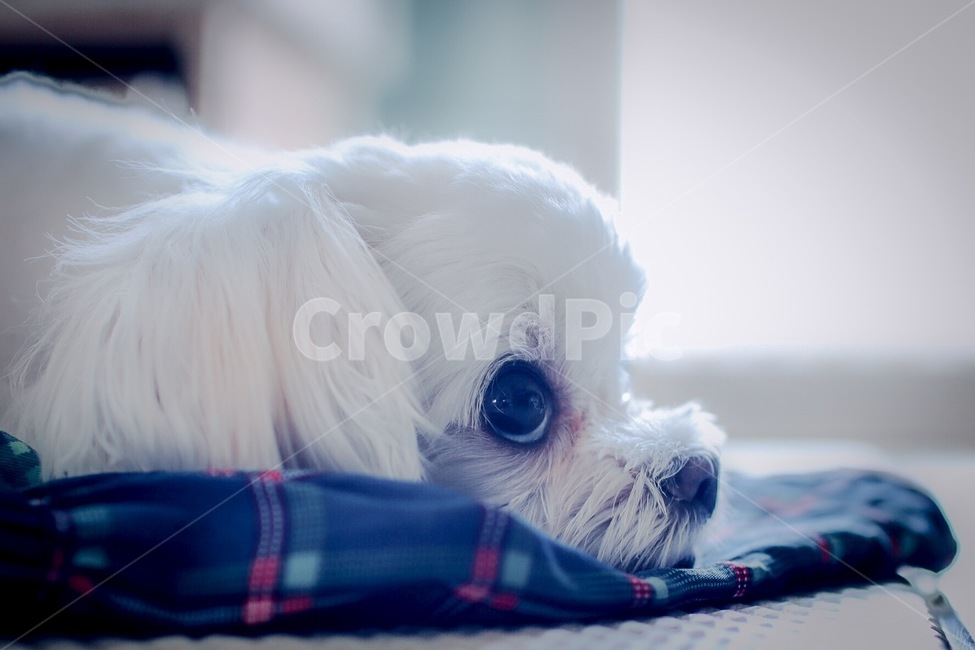 반려동물,말티즈,귀여움,주인생각,이쁨,동물,animal,포유류,mammal,개,강아지,dog,doggy