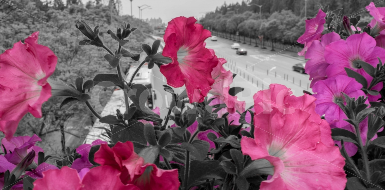 나팔꽃,아름다움,미,꽃,보라,구름다리,morningglory,flowers,beauty,purple,pink,color,cloudbridge,식물,자연,plants,nature,꽃,flower