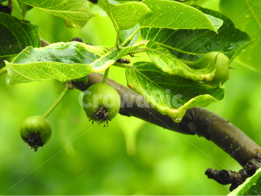 식물,열매,풍경,과일,계절,식물,자연,plants,nature,과일,열매,fruit
