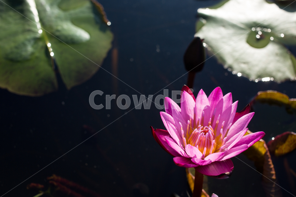 수련,plant,식물,blossom,flower,꽃,lily,식물,자연,plants,nature,꽃,flower
