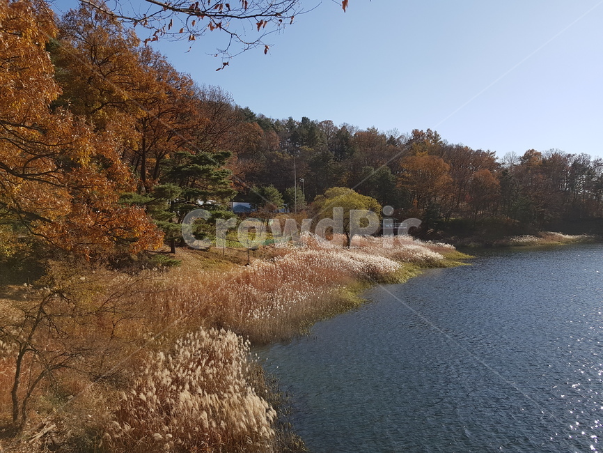 청남대,대청호,가을청남대,청남대가을,청남대단풍,대청호가을,대청호단풍,대청호수,단풍나무,호수,물,파란하늘,맑은하늘,하늘,물가,단풍나무들