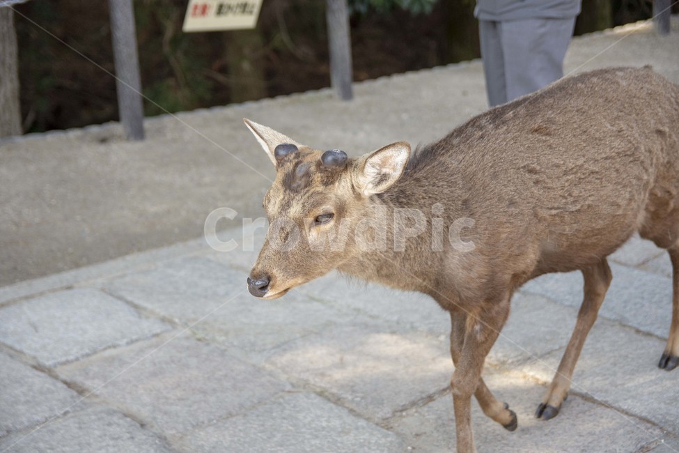 deer,사슴,mammal,포유류,wildlife,야생생물,animal,동물