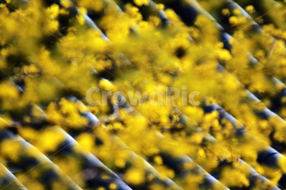 꽃,flower,봄,spring,기와,식물,plant