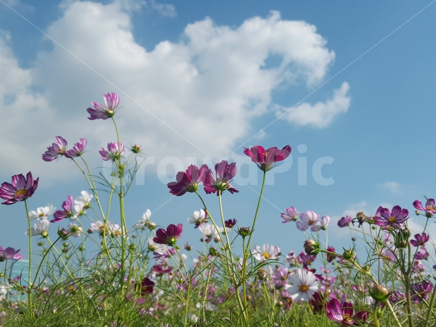 코스모스,꽃,구름,하늘,감성,가을,계절,fall,autumn,season,식물,자연,plants,nature,꽃,flower,outdoors,옥외,grassland,목초지,field,들,geranium,제라늄,plant,blossom