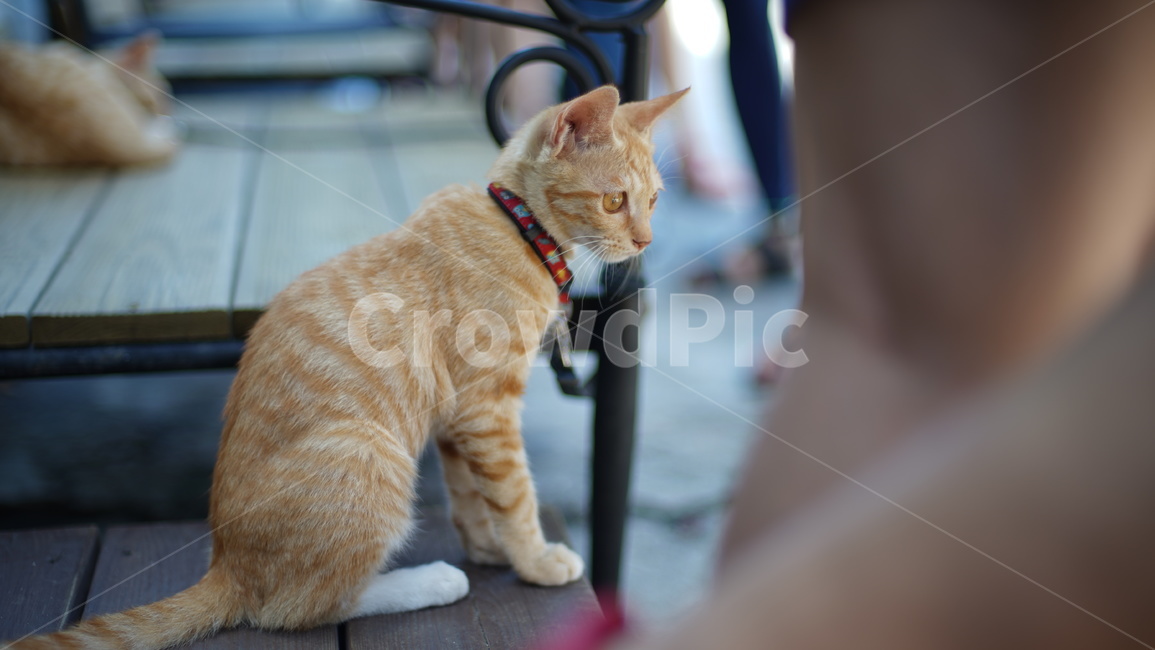 고양이옆모숩,고양이옆모습,고양이,반려묘,아기반려묘