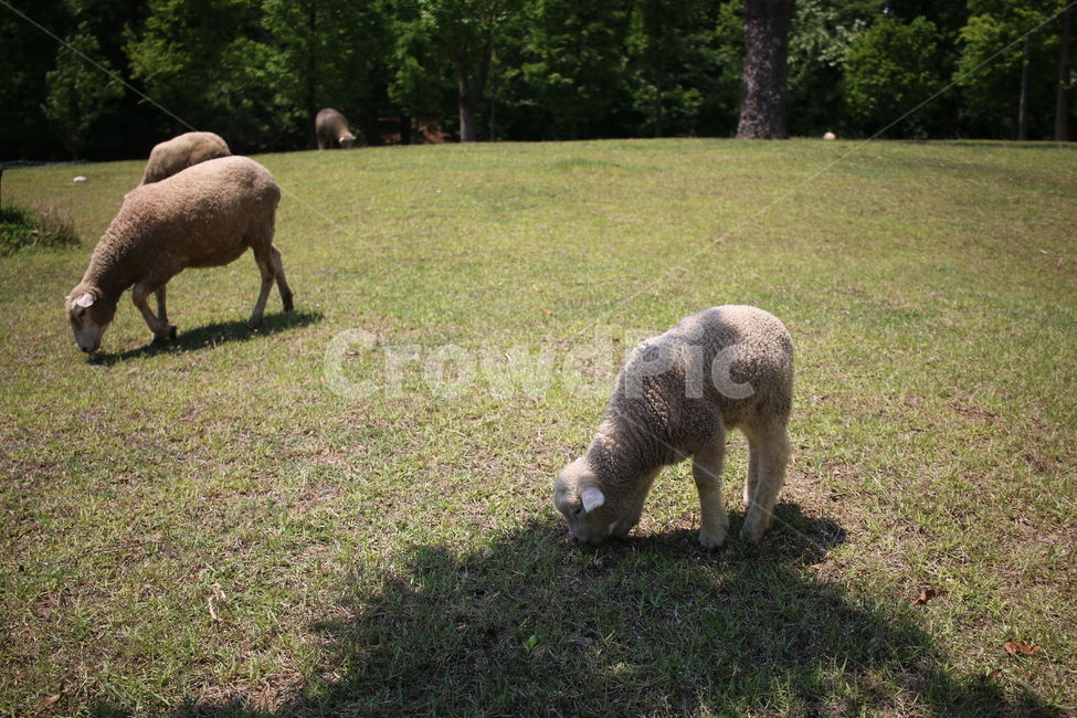양,양떼목장,sheep,공원,동물,동물,animal,포유류,mammal