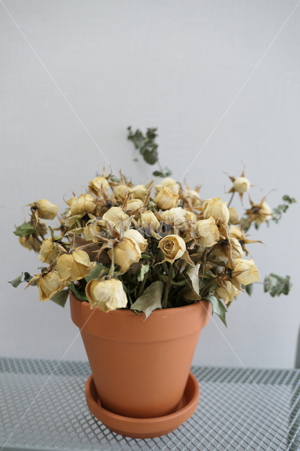 드라이플라워,말린꽃,말린장미,꽃화분,꽃,실내용화초,화분,화초,house plant