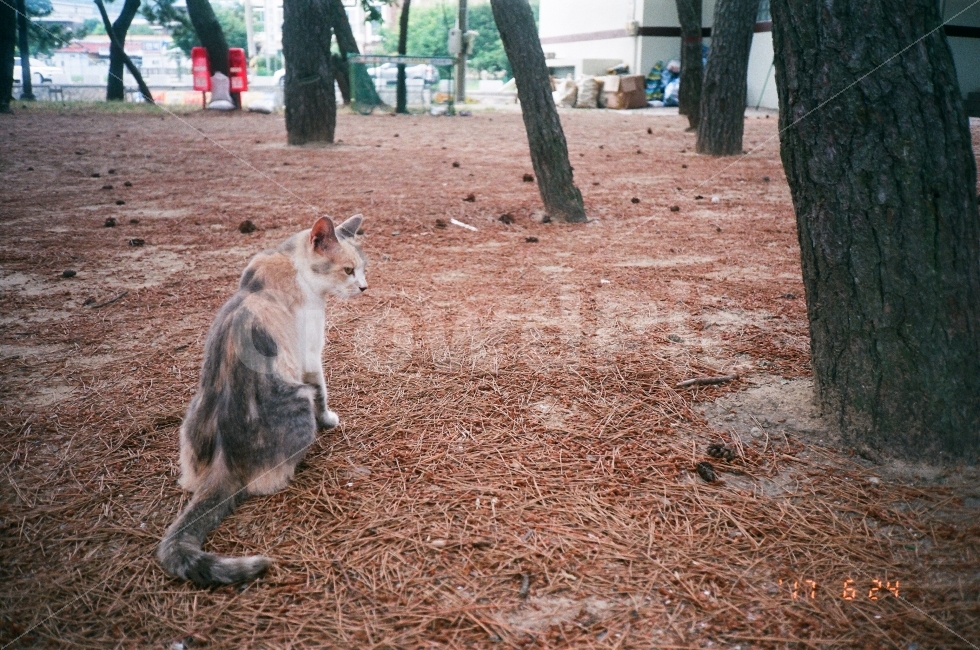 landscape photography,tree,south sea,back,rib,film,Sangju Beach,film photography,stray cat,cat,sight,pine field,Emotion,asfilm,mammalia