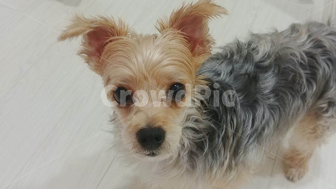 강아지,애견,개,dog,동물,동물,animal,포유류,mammal,개,강아지,dog,doggy