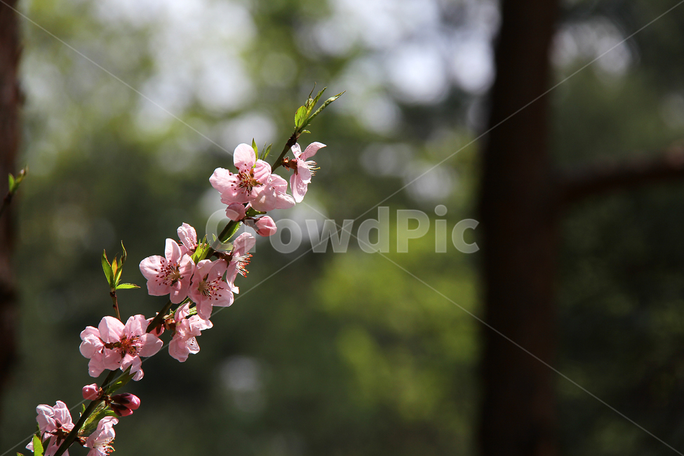 꽃,식물,자연,분홍,봄,식물,자연,plants,nature,꽃,flower