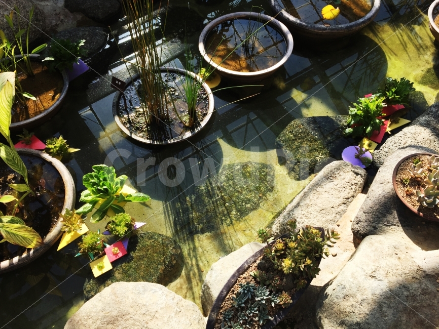 연못,화분,꽃,분위기,빛,식물,자연,plants,nature