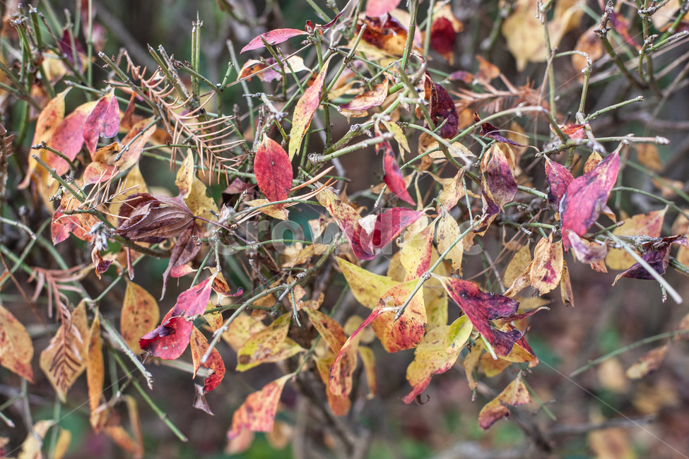가을,식물,나무,나뭇잎,autumn,fall,tree,leaf,식물,자연,plants,nature