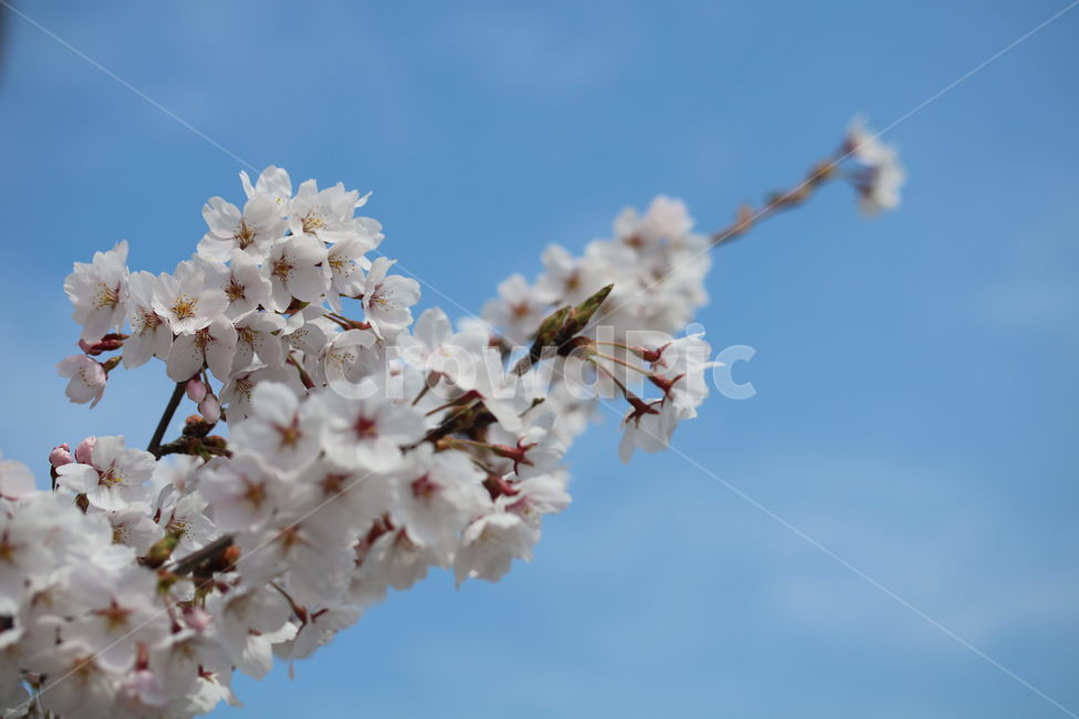 벚꽃,꽃,봄,분홍색,하얀색,갈색,계절,색깔,식물,자연,cherryblossom,pink,brown,white,flower,spring,season,color,plant,nature,봄,계절,spring,season,식물,자연,plants,nature,꽃,flower,blossom