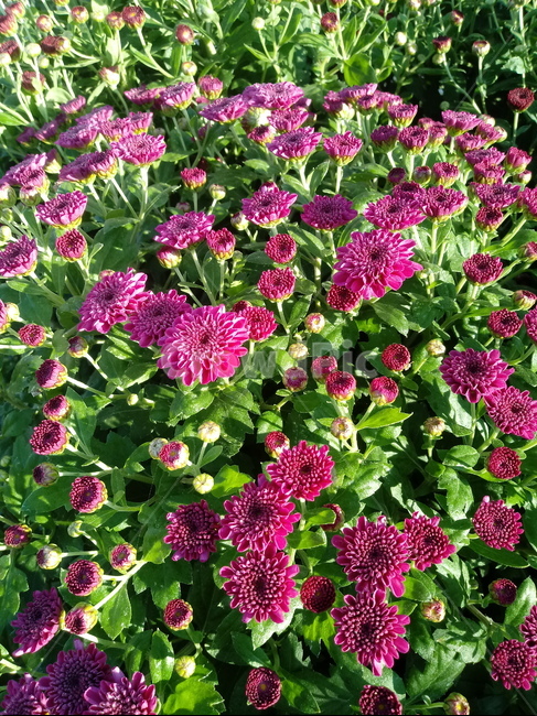 국화,菊花,식물,다년생초본식물,소국,plant,flower,blossom,가을꽃,식물,자연,plants,nature,꽃,flower