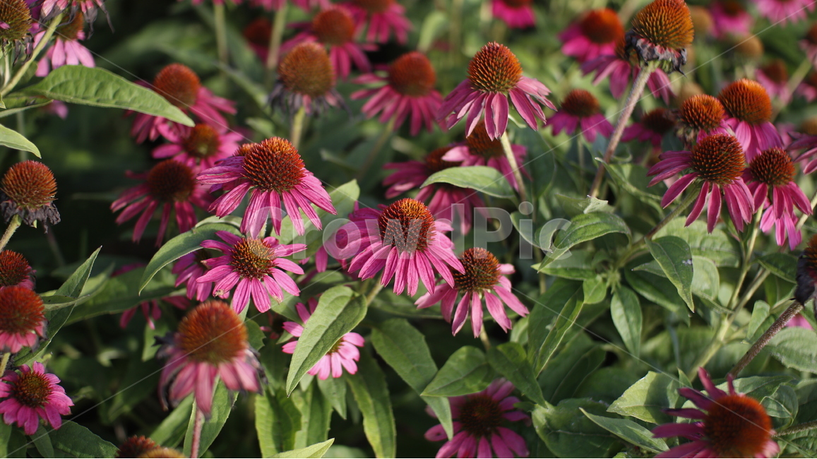 gaillardiapulchellafoug,에키네시아,드린국화,천인국,국화,꽃,flower,echinaceapurpurea,pink,분홍,두상화,설상화,관상용,관상용꽃,생화,꽃밭,flowergarden,flowerbed,식물,자연,plants,nature,꽃,flower